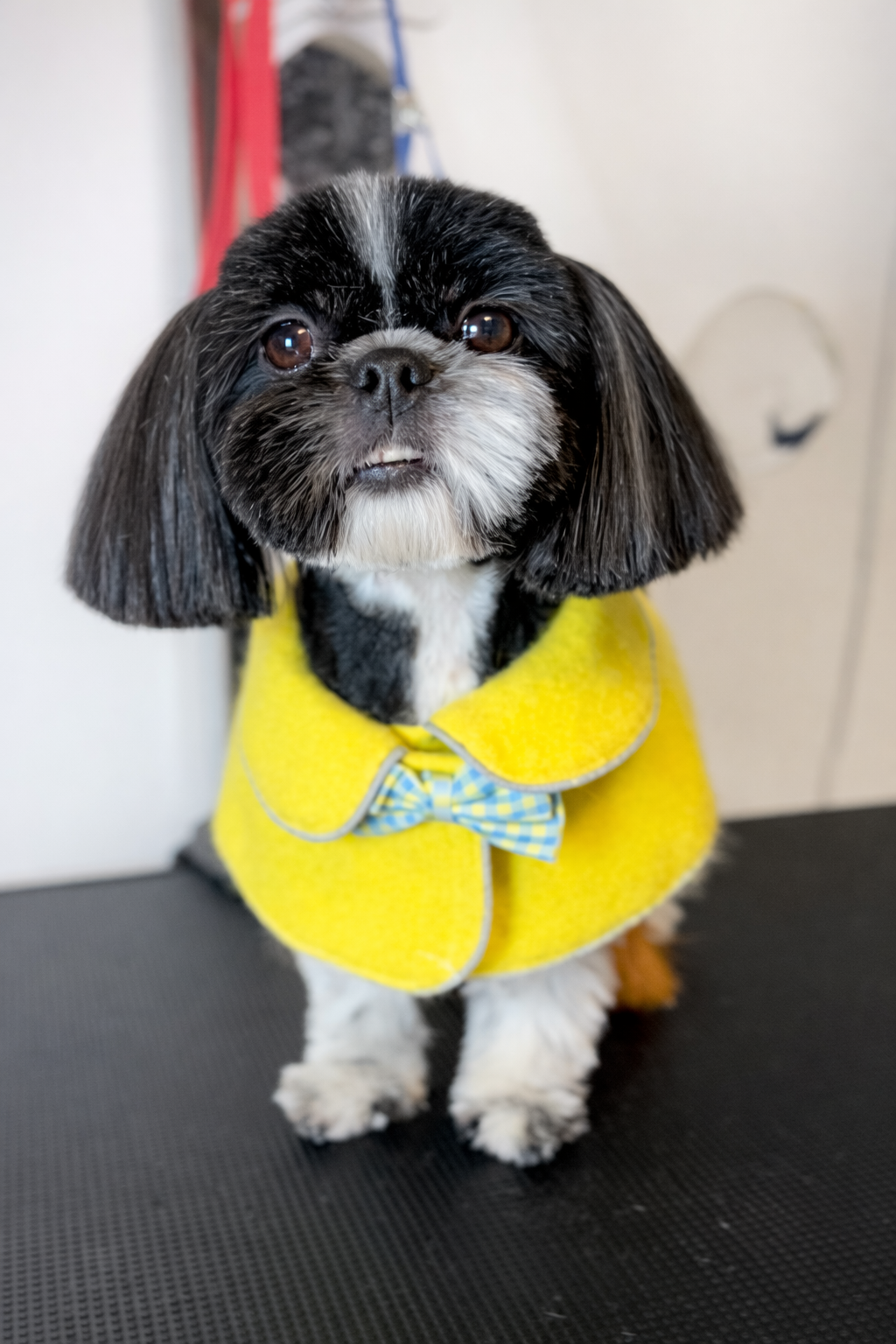 Shih Tzu elegant după baie